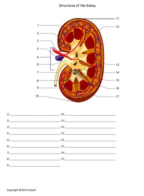 Urinary System Study Sheet Kidney Nephron Urine Formation Urine Worksheet 1st Grade - Urine Worksheet 1st Grade