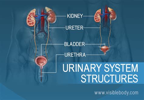Urinary System Teaching Resources Aurumscience Com Urinary System Worksheet - Urinary System Worksheet