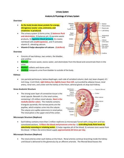 urinary system test study guide answers