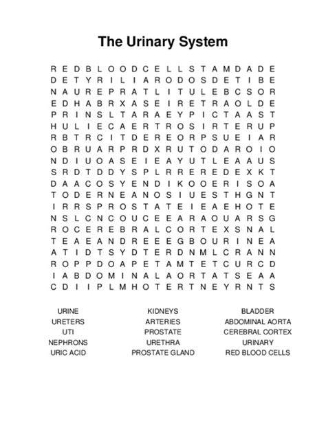 urinary system wordsearch answer key
