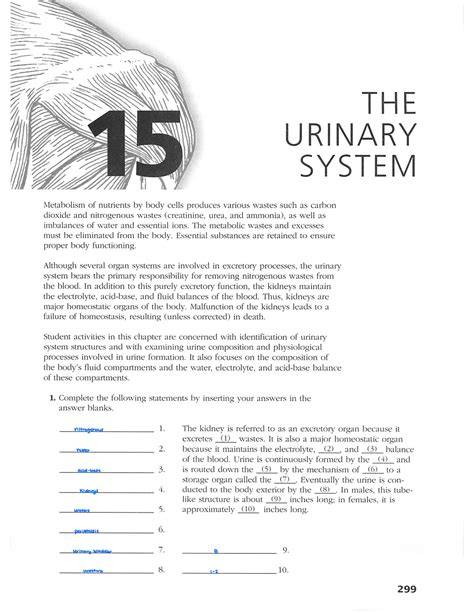 urinary system workbook answers