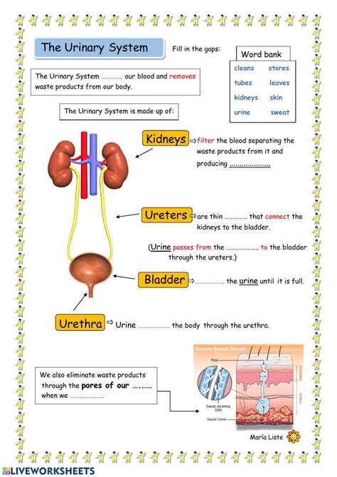 Urinary System Worksheet