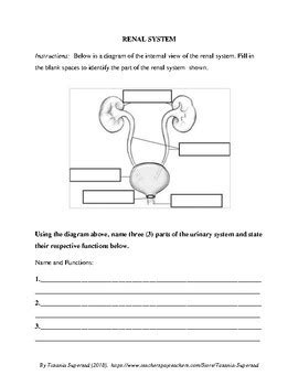 Urinary Worksheets Teaching Resources Teachers Pay Teachers Tpt Urine Worksheet 1st Grade - Urine Worksheet 1st Grade