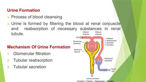 Urine Formation Pdf