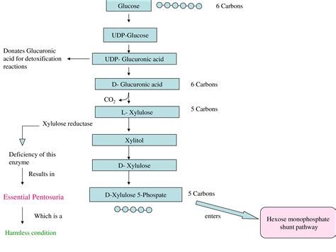 Uronic Acid Pathway
