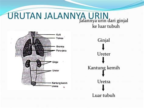 URUTAN JALANNYA URINE ADALAH - URUTAN JALANNYA URINE ADALAH APABILA - Dari rongga ginjal