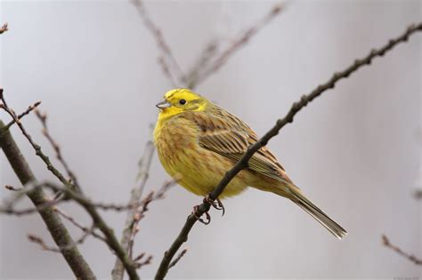 Us Yellowhammer State