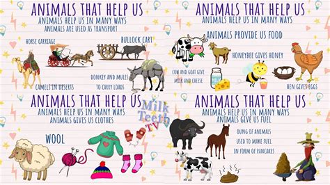 Uses Of Animals