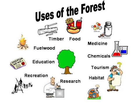Uses Of Forest