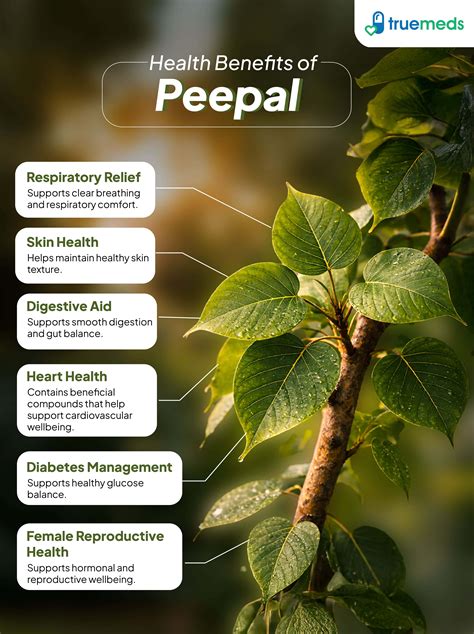 Uses Of Peepal