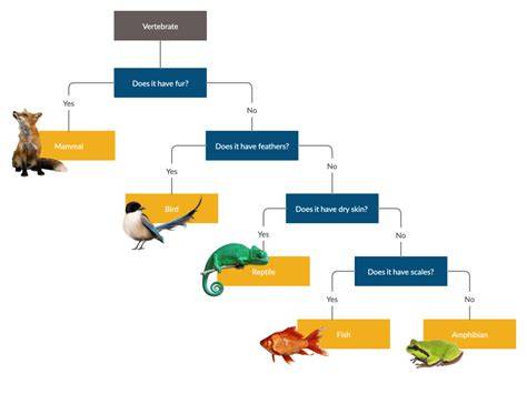 using and constructing a dichotomous key answers