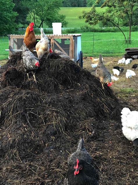 using fresh chicken manure in garden