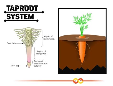 Using The Taproot System For Incident Investigation And