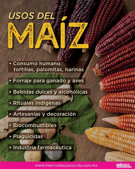 Usos Del Maiz