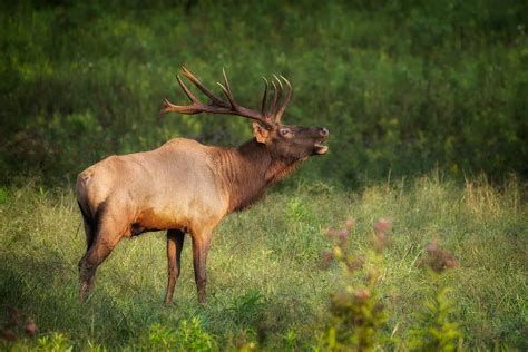 utah animals
