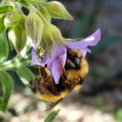 utah bees