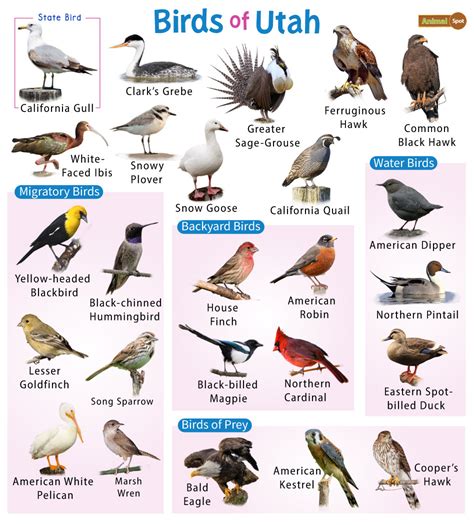 utah birds