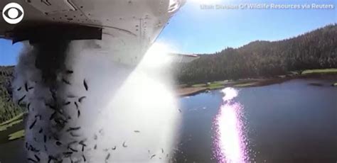 utah fish stocking report