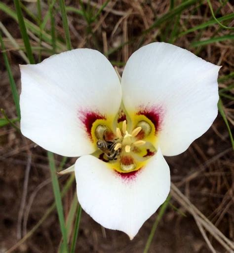 utah flower