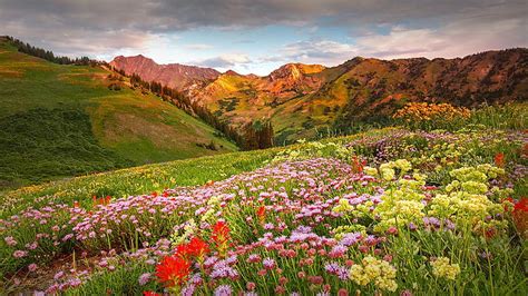 utah flowers