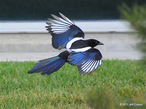 utah magpie