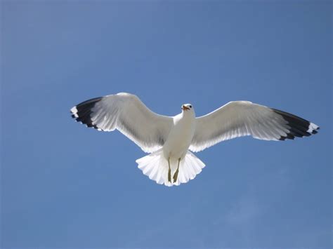 utah state bird