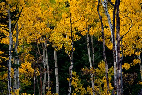 utah state tree