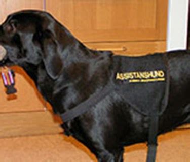 utbilda assistanshund