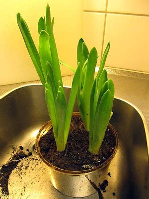 utblommade hyacinter