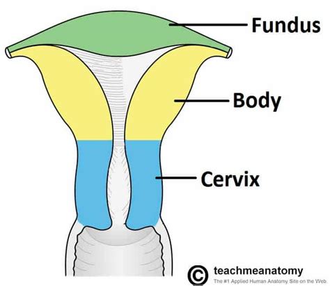 uterus anatomy