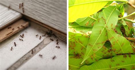 utrota myror i rabatten