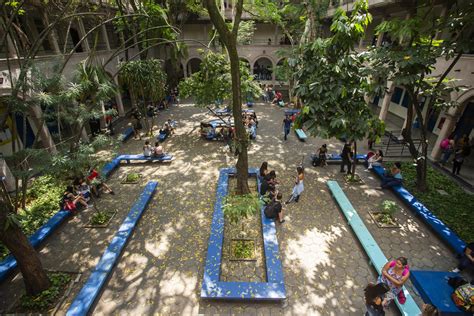 Uva Da Tijuca