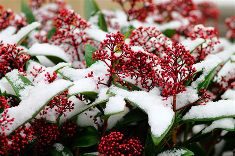 växter inomhus vinter