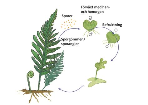 växternas evolution