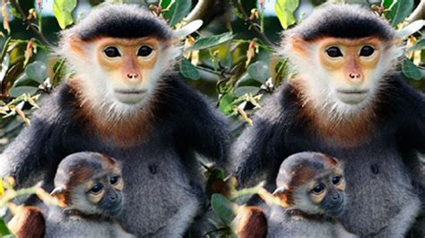 vọoc | Cc loi voc qu him ca Vit