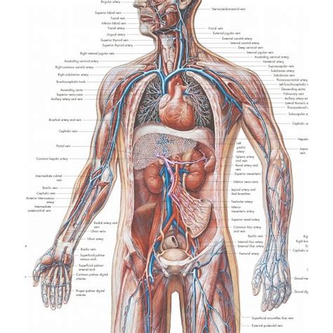 vaatstelsel anatomie
