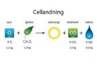 vad är cellandningen