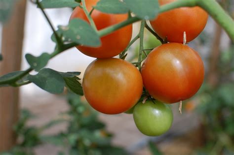 vad är heirloom tomater