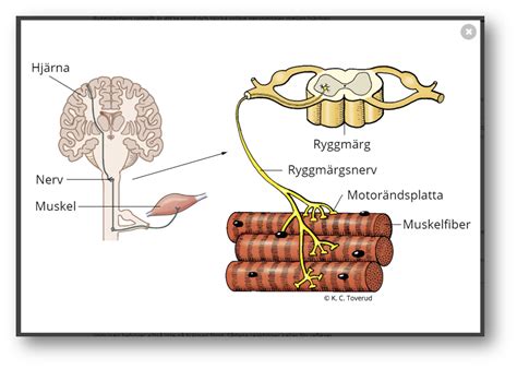 vad är sensoriska fibrer