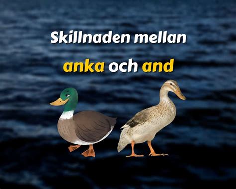vad är skillnaden mellan leka och spela
