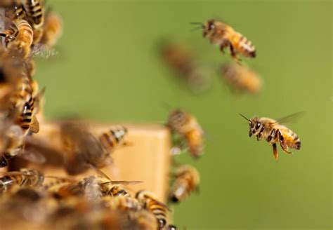 vad äter honungsbin