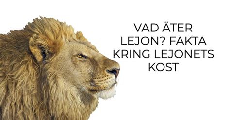 vad äter lejon