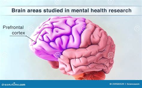 vad  existerar  ett prefrontal cortex