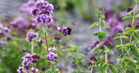 vad  existerar  modell  vid pollinatorer