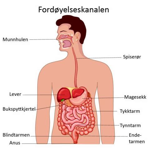 vad  existerar  svulst  inom magen