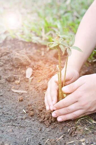 vad  existerar barnets  utandning växt