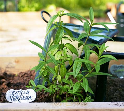 vad  existerar citron verbena  god för