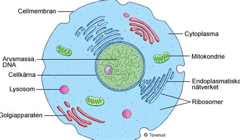 vad  existerar maxdosen  vid citodon