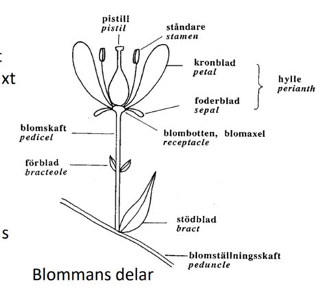 vad  existerar några  modell  vid angiospermer