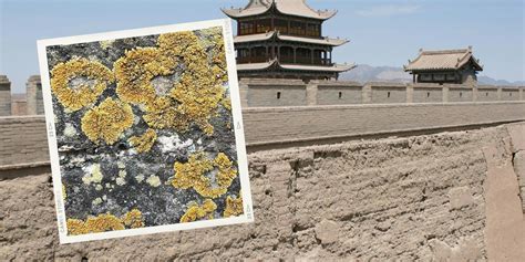 vad  existerar shack gjord av